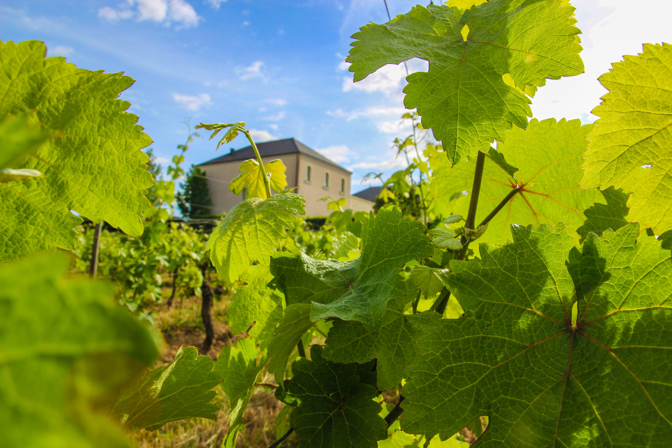 IMG_7954-2 vignoble